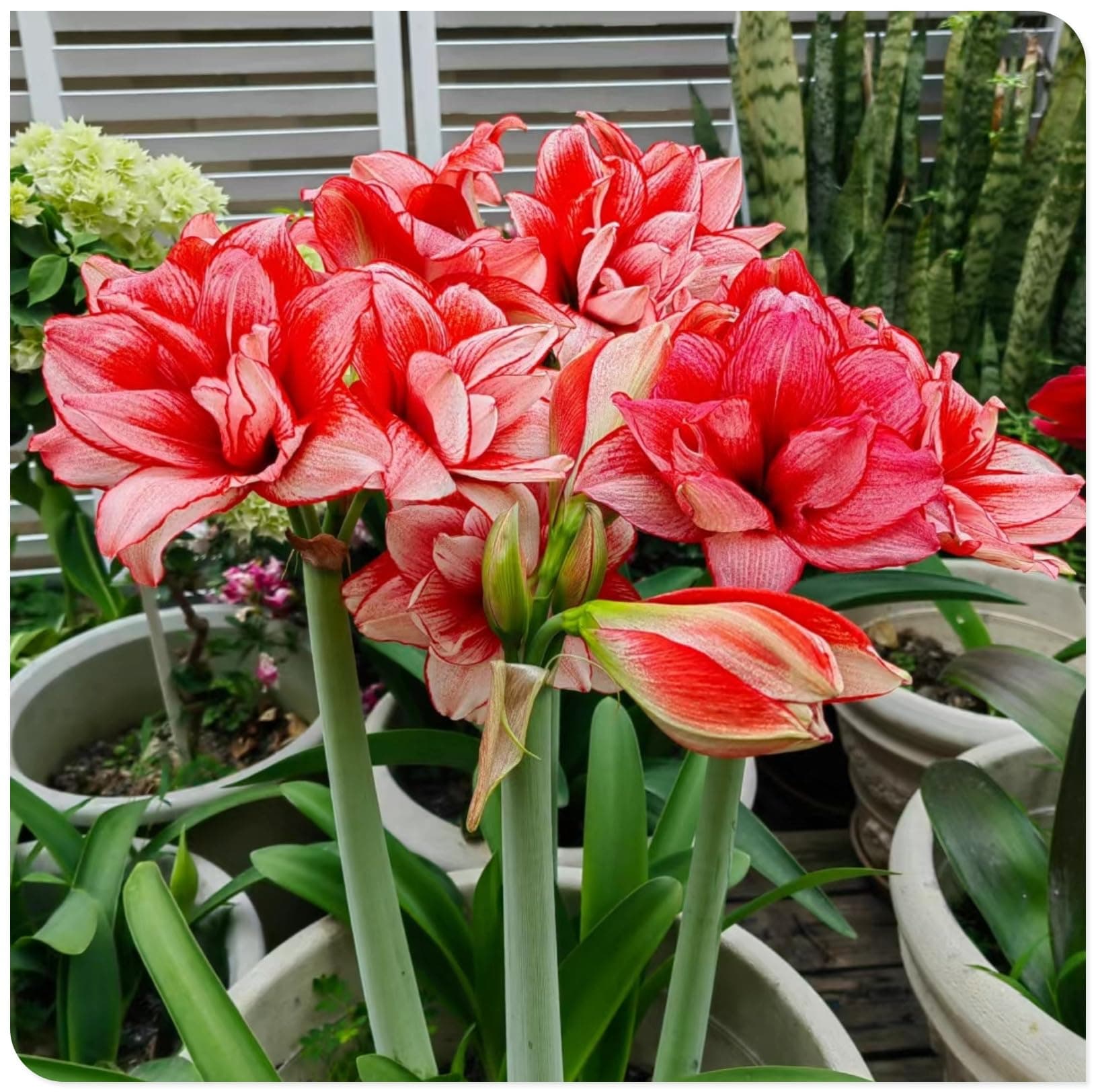 Amarylli Planting Pots to Grow to Grow Surprise Fall or Spring Indoor or Outdoor Professional-5bulbs-c