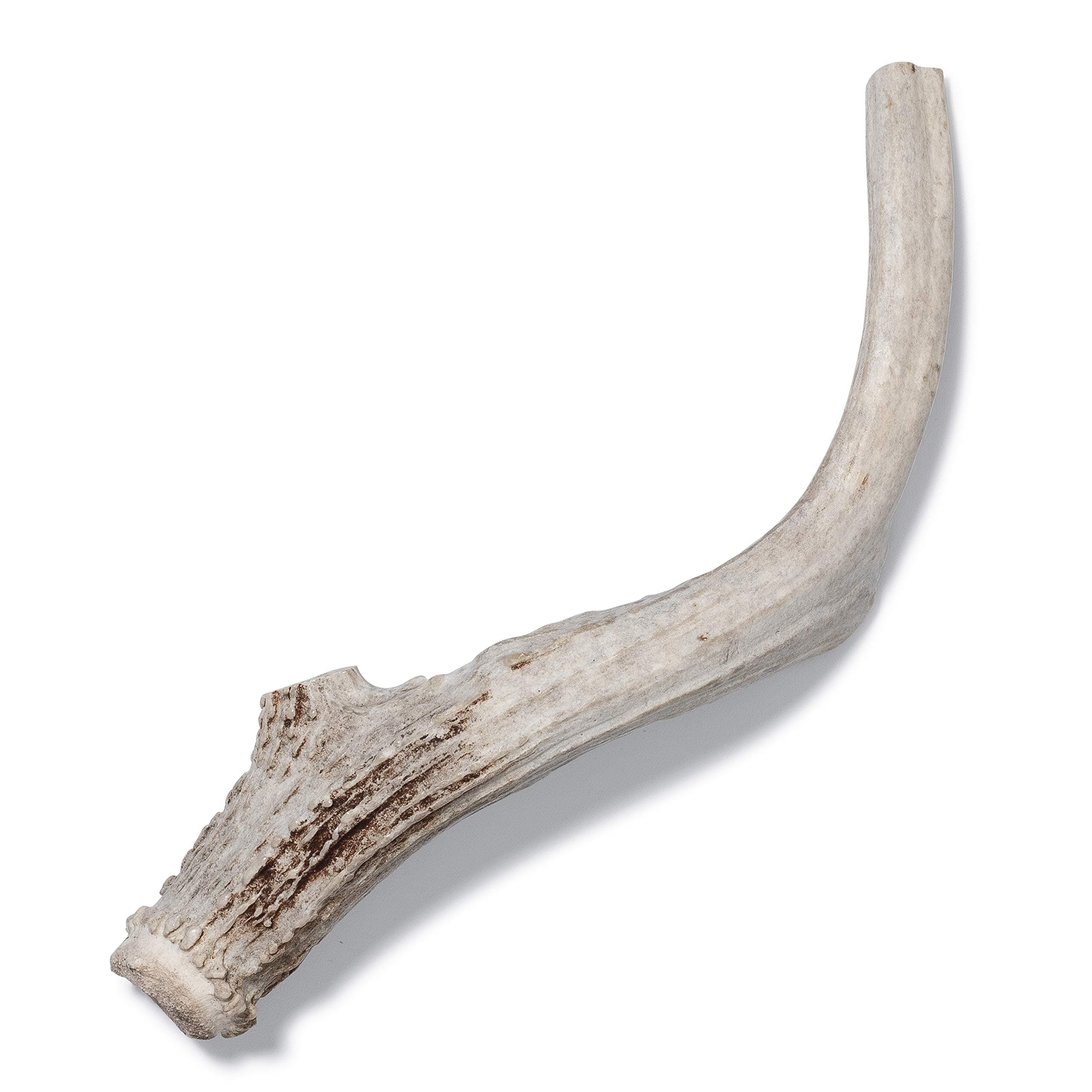Antler Dog Chew from Pet Expertise, X-Large 8"-10" Long, 1 Piece