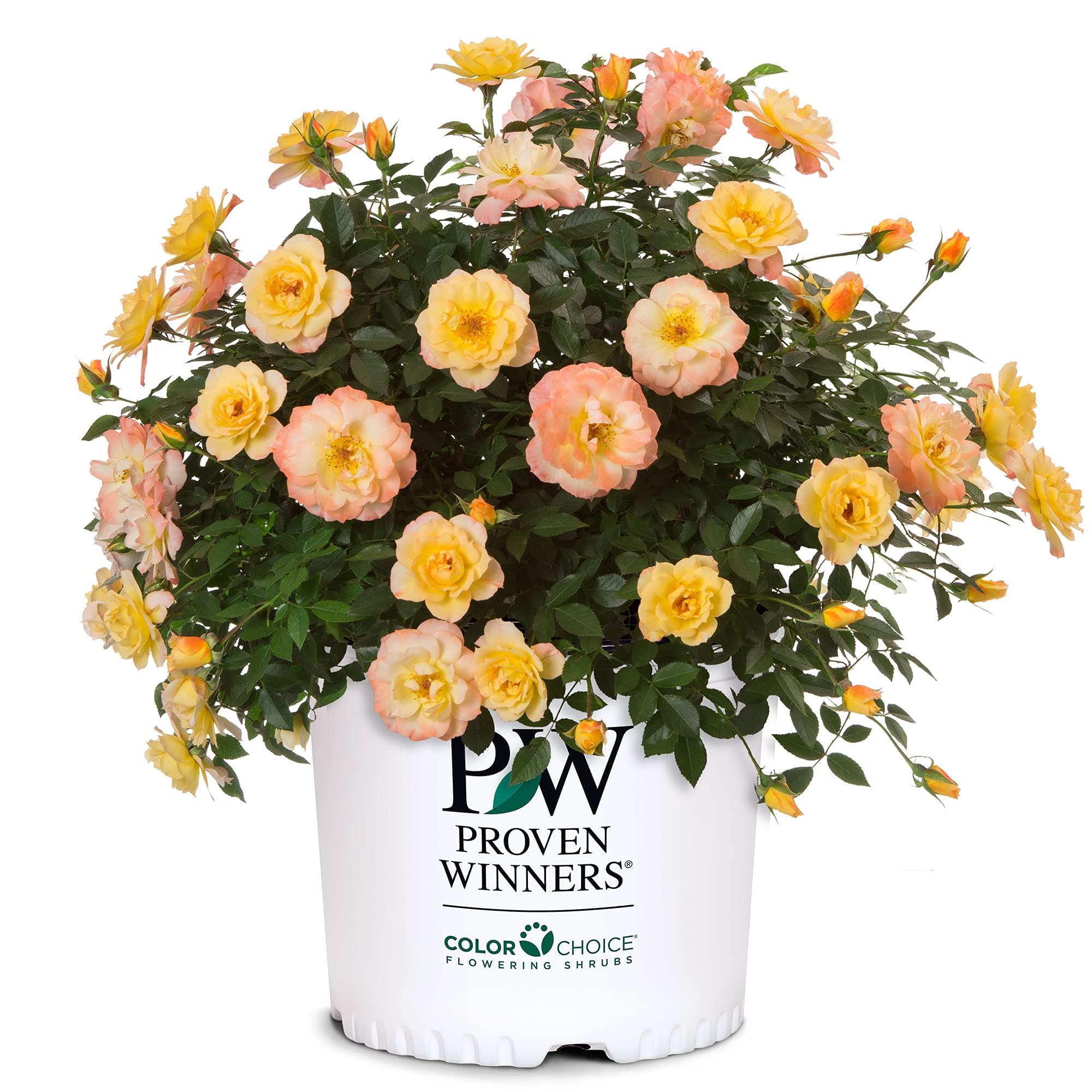 2 Gallon Proven Winners Rose OSO Easy Italian Ice