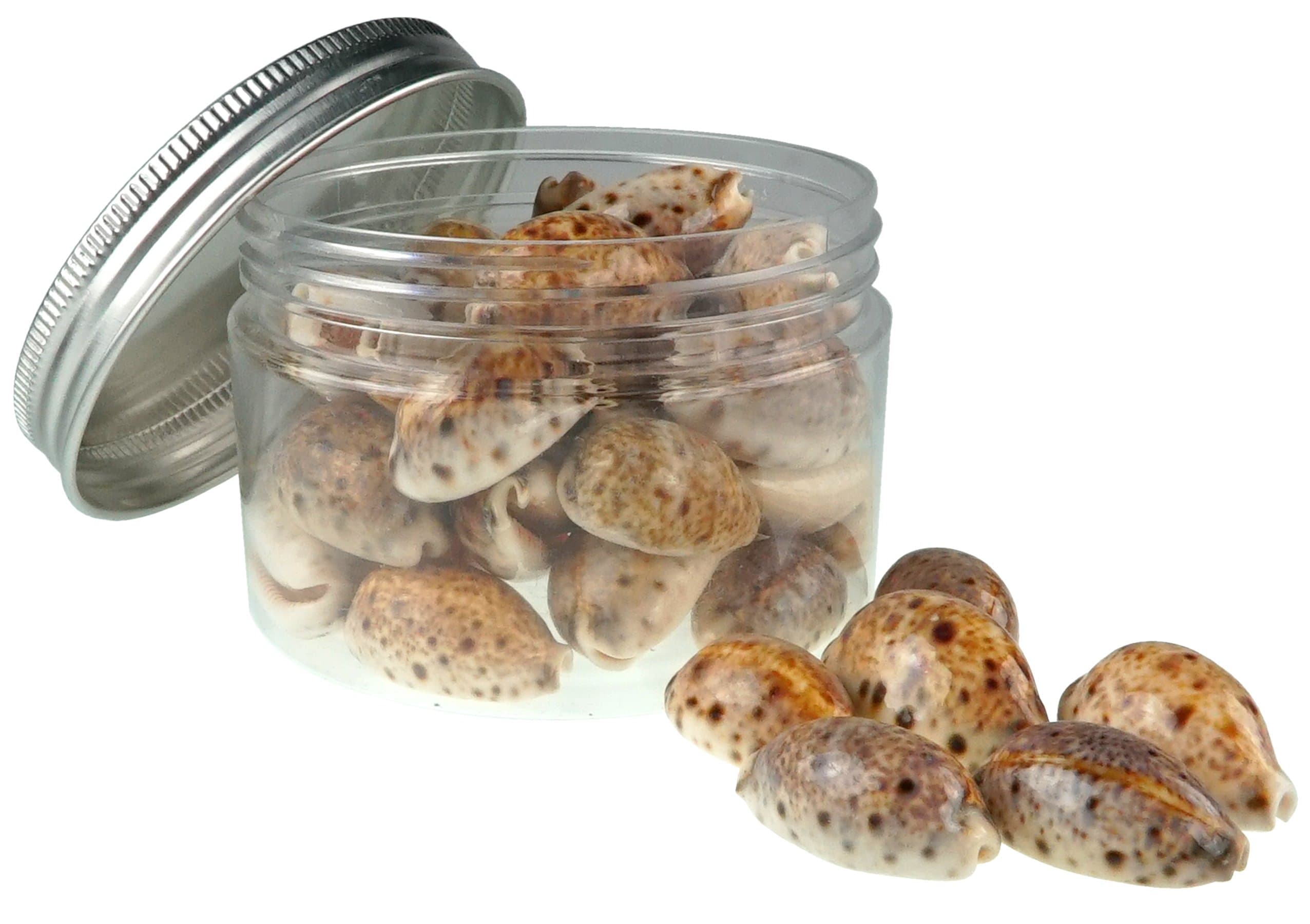 Quality Selected Seashells - Lynx Cowrie Shell : Cypraea Lynx - shells for Seashell Vases, Boxes, Picture Frames, Jewelry Making & Mini Garden Miniature