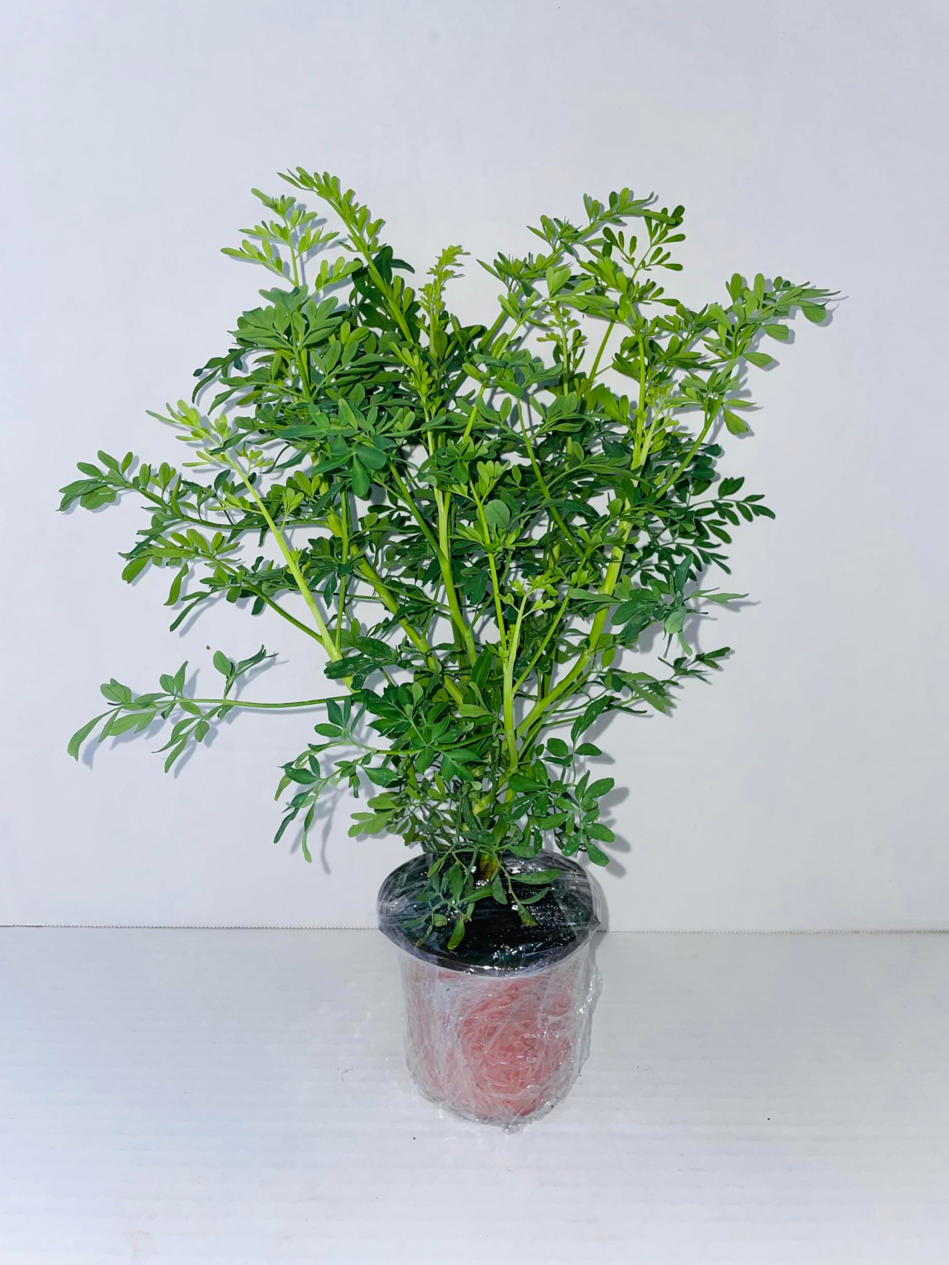 herb RUDA RUE Full Plant with rooth, green, small