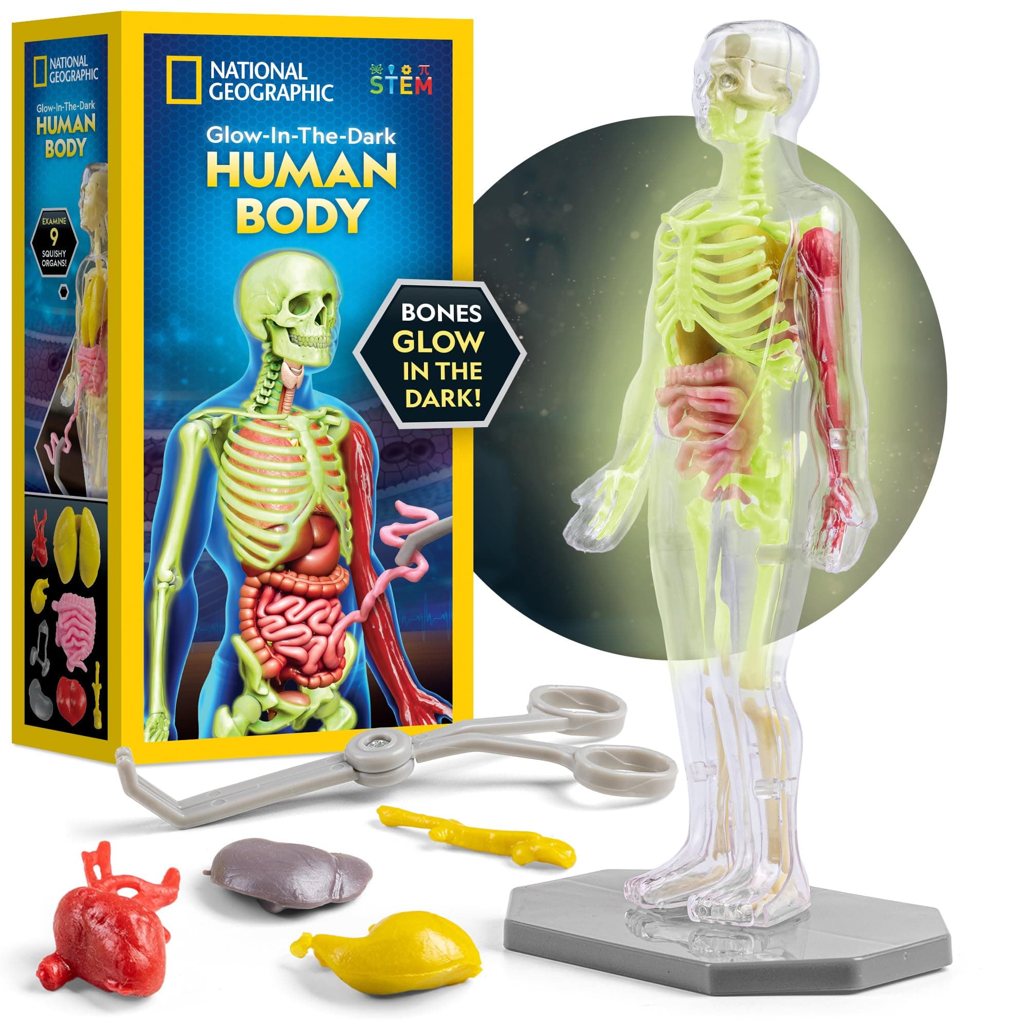 National Geographic Human Body Model for Kids That Glows in The Dark - 32-Piece Interactive Anatomy Model with Bones, Organs, Muscles, Stand, Forceps & ID Chart, Anatomy and Physiology Study Tools