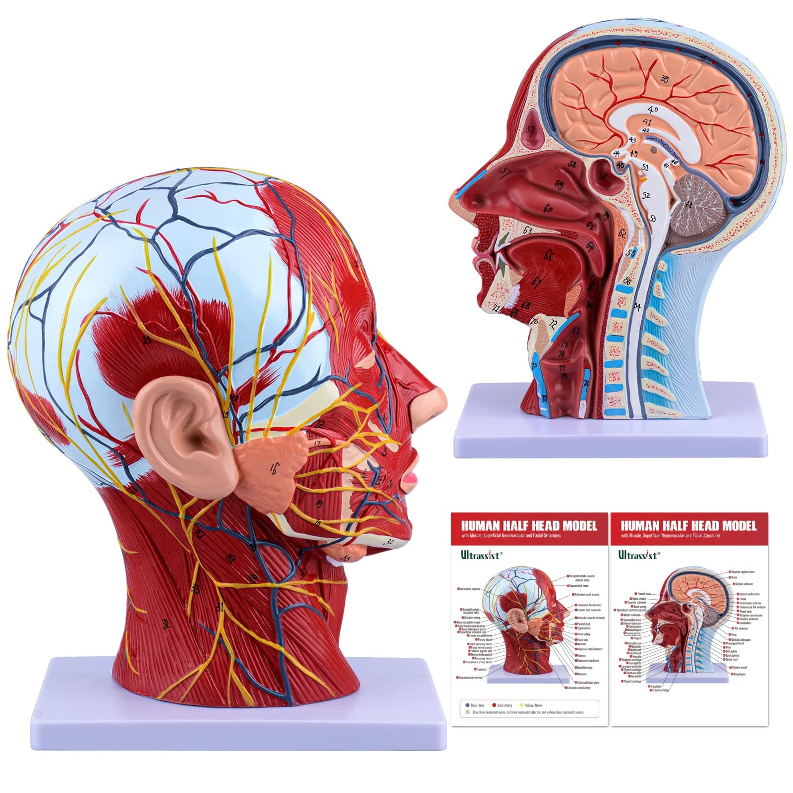 Ultrassist Human Anatomical Half Head Model with Superficial Neurovascular and Musculature Details, Asaro Head and Life-Size Nasal Cavity Throat Brain Anatomy for Medical Biology Education