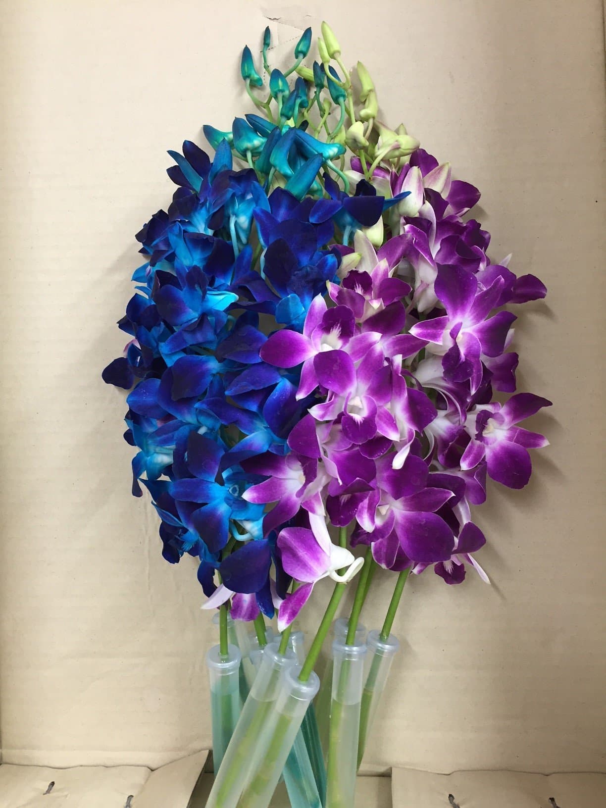 Blue Dyed Dendrobium Orchid with Purple Dendrobium Orchid