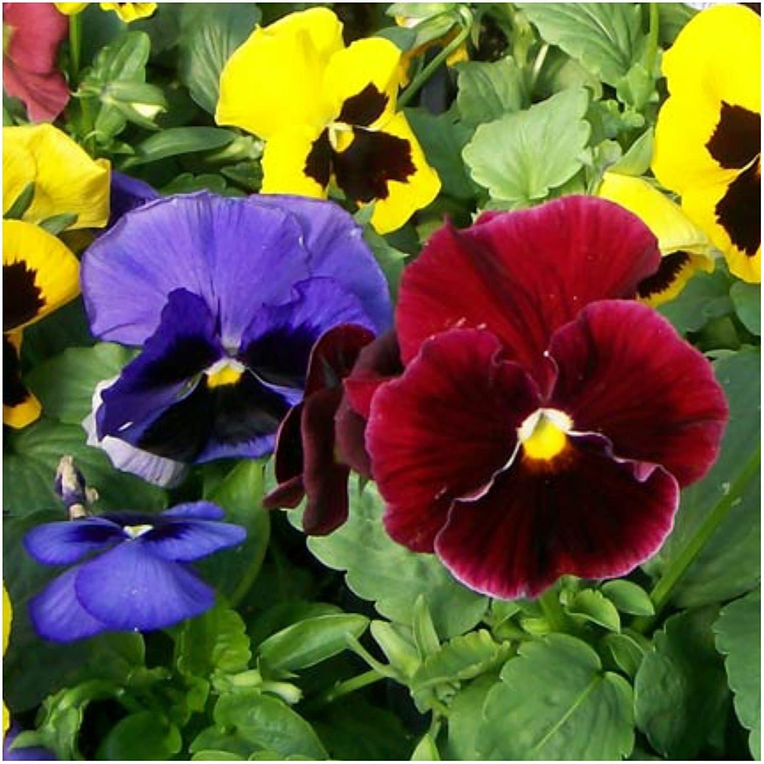 400 Pansy Seeds Swiss Giants Mix - Heirloom Flowers - Open Pollinated