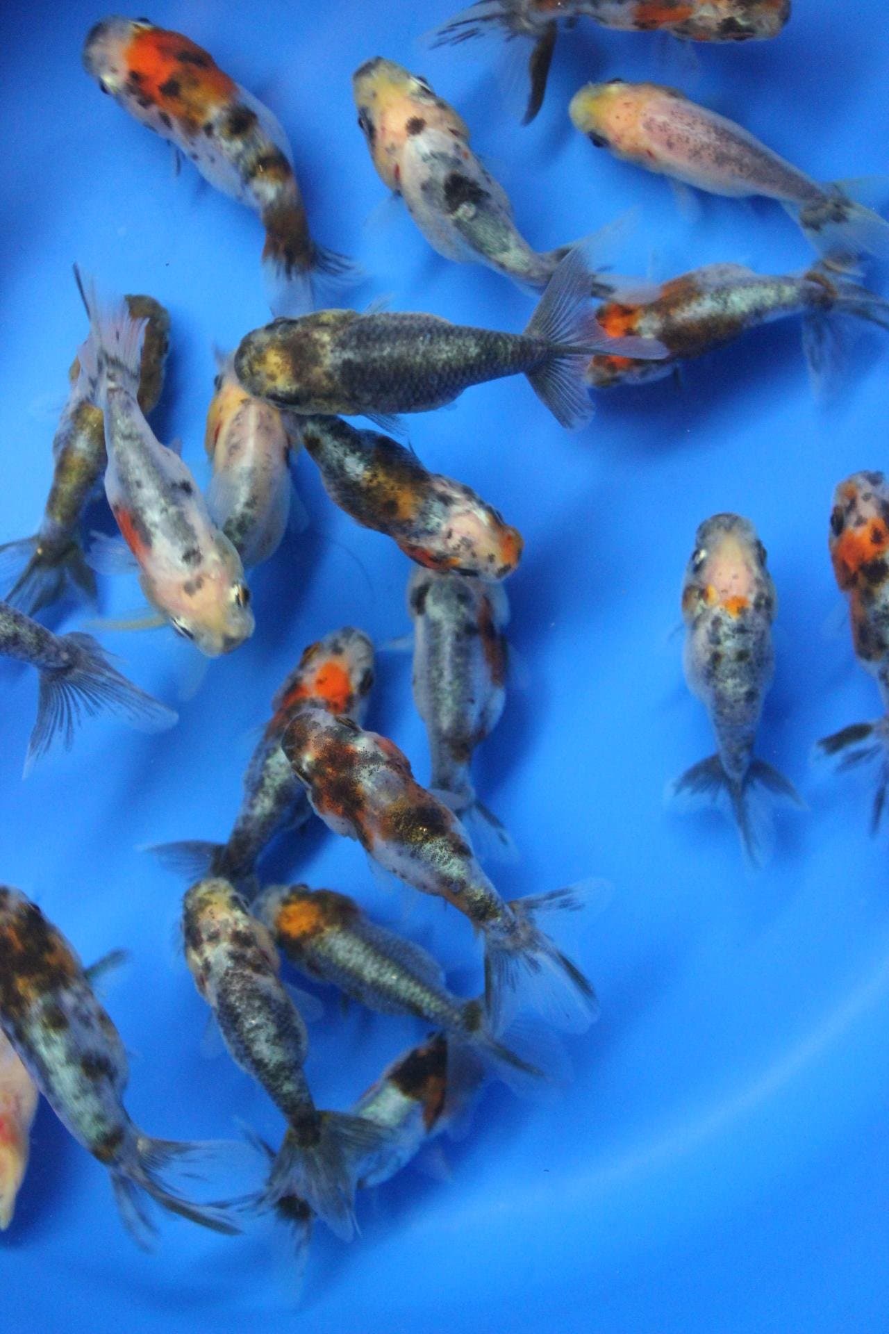 calico 5 Pack Live sm ranchu Goldfish for Aquarium Fish Tank or Pond