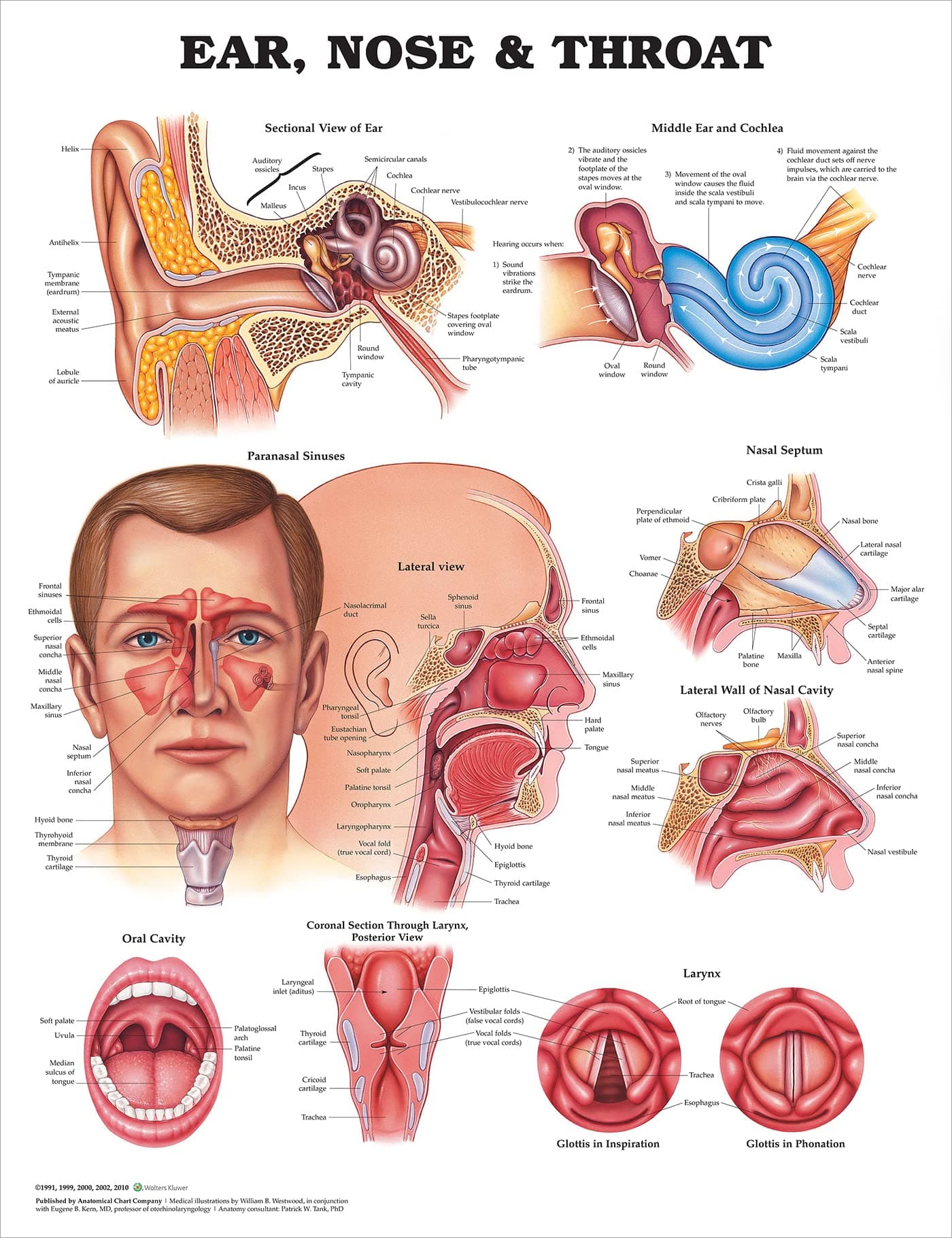 ACC Ear, Nose and Throat Anatomical Chart, 20.00" x 26.00"