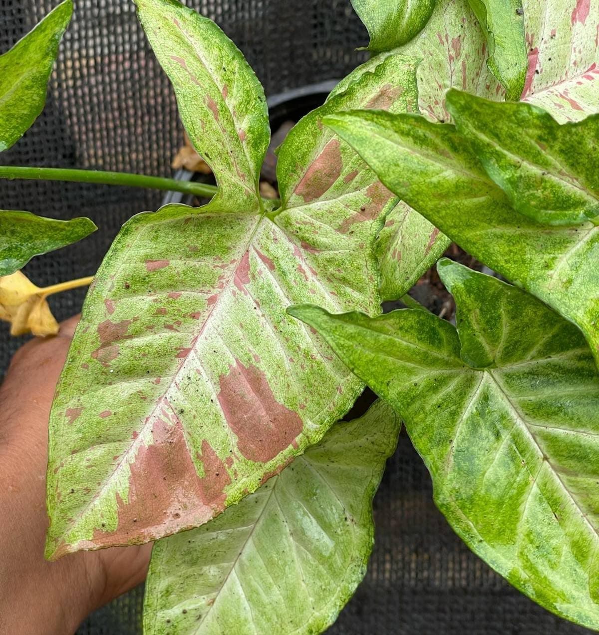 LittleJungle Syngonium Confetti Tricolor - Live Plant with 5.5 Inches White Decor Pot | Indoor Plants For Home | Office Desk | Air Purifying plant | Live Plant With Pot For Home Decor |