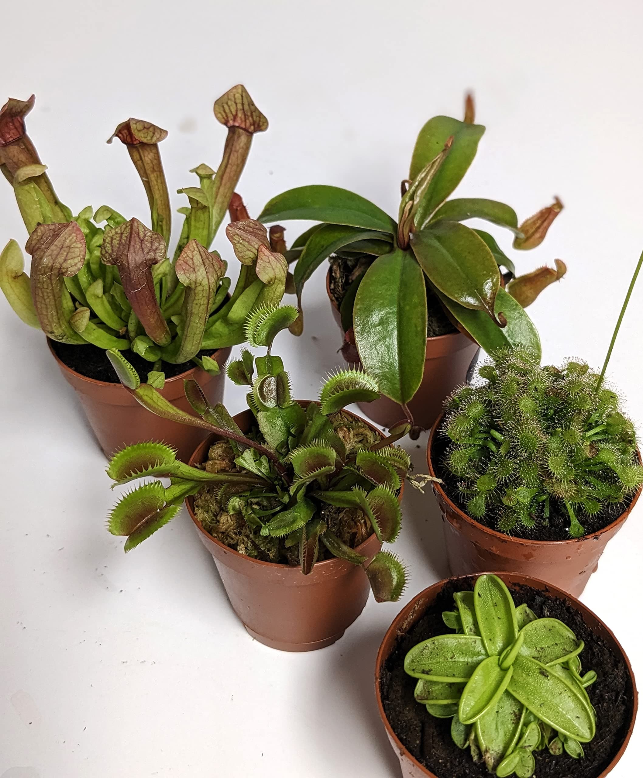 2" Carnivorous Collector's Assortment- 5 Pack - Live Plant