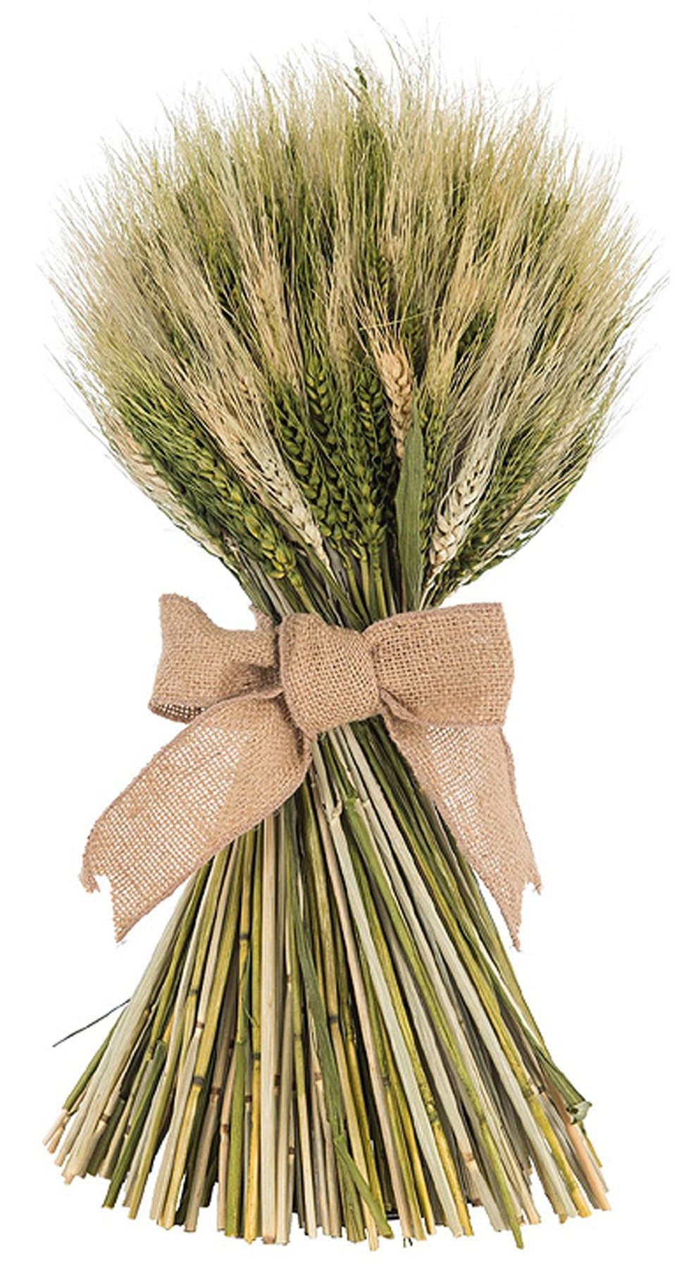 Natural Dried Wheat Stalk Bundle - 13" H