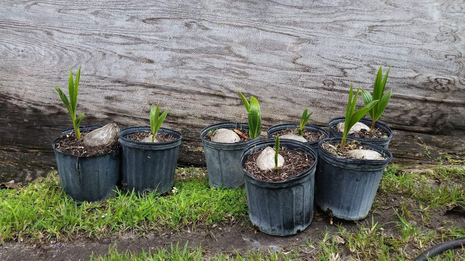 1 Coconut Palm Tree Sprouted (Malayan)