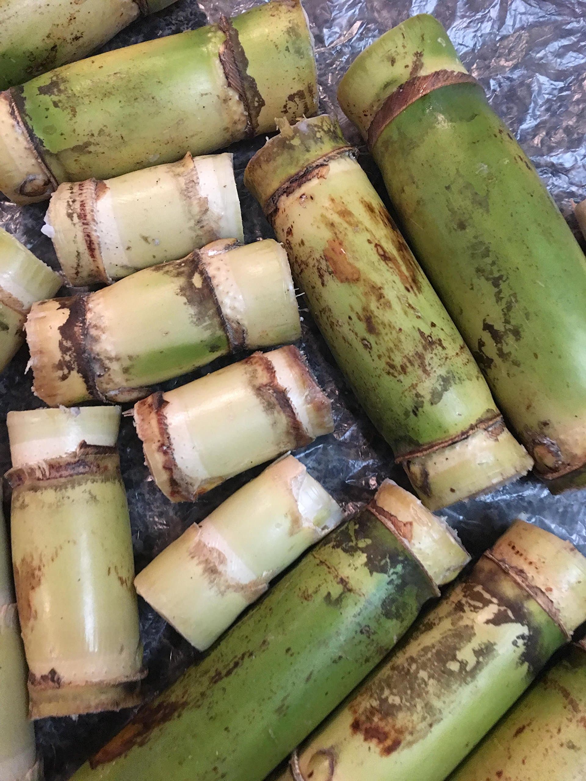 Fresh Sugarcane 5 Sticks Minimum Nodes to Sprout 2 Each Florida Sweet Green Yellowish