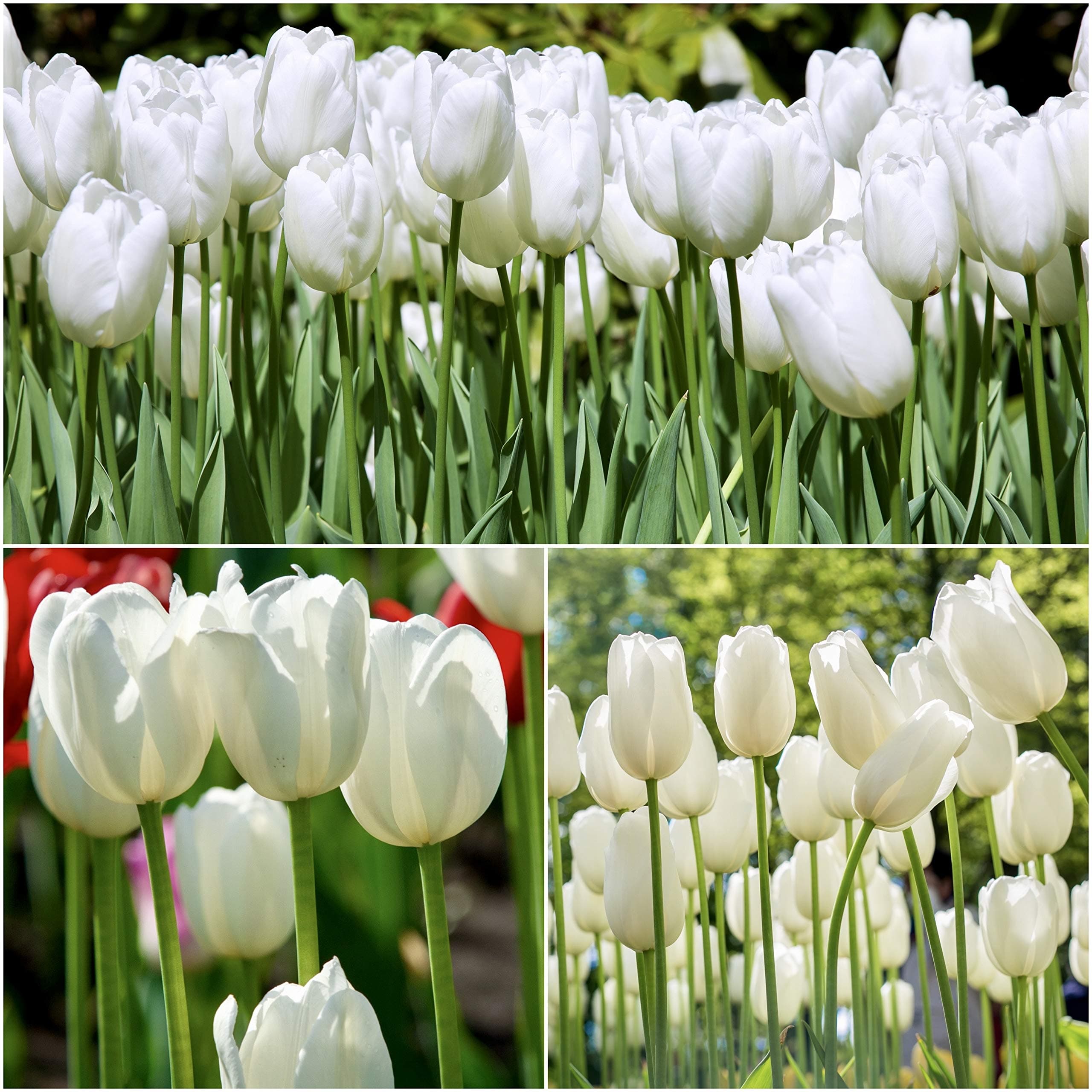 by Woodland bulbs 10 x ‘Clearwater’ Single Late Tulip Bulbs - Tulips Spring Flowering Bulbs - Tulipa Garden Perennials - Plants Bulbs Flowers - for Tubs & Cut Flower Or Flowerbeds (Free UK P&P)