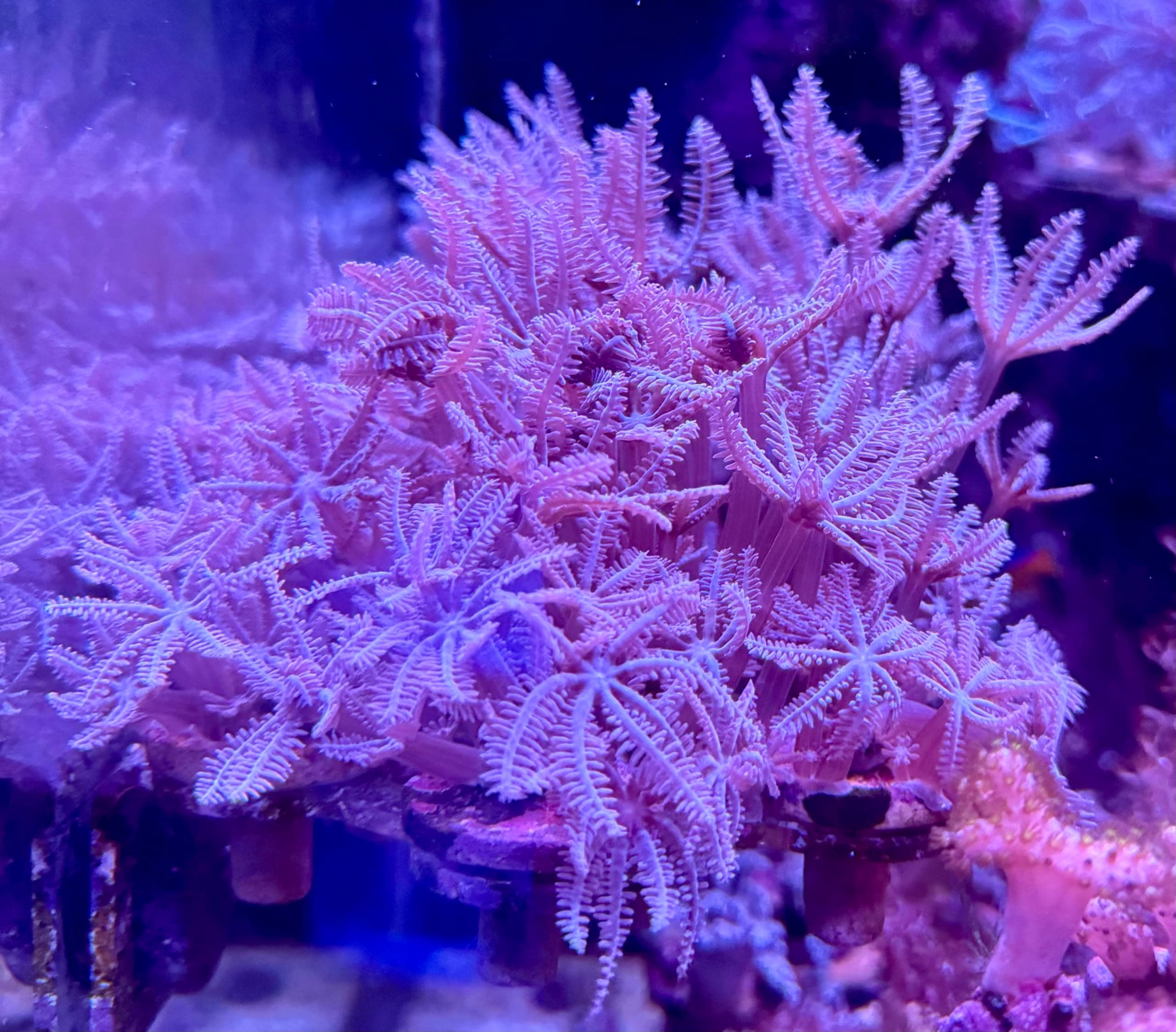 Live Saltwater Coral Flag - Pink Waving Anselia