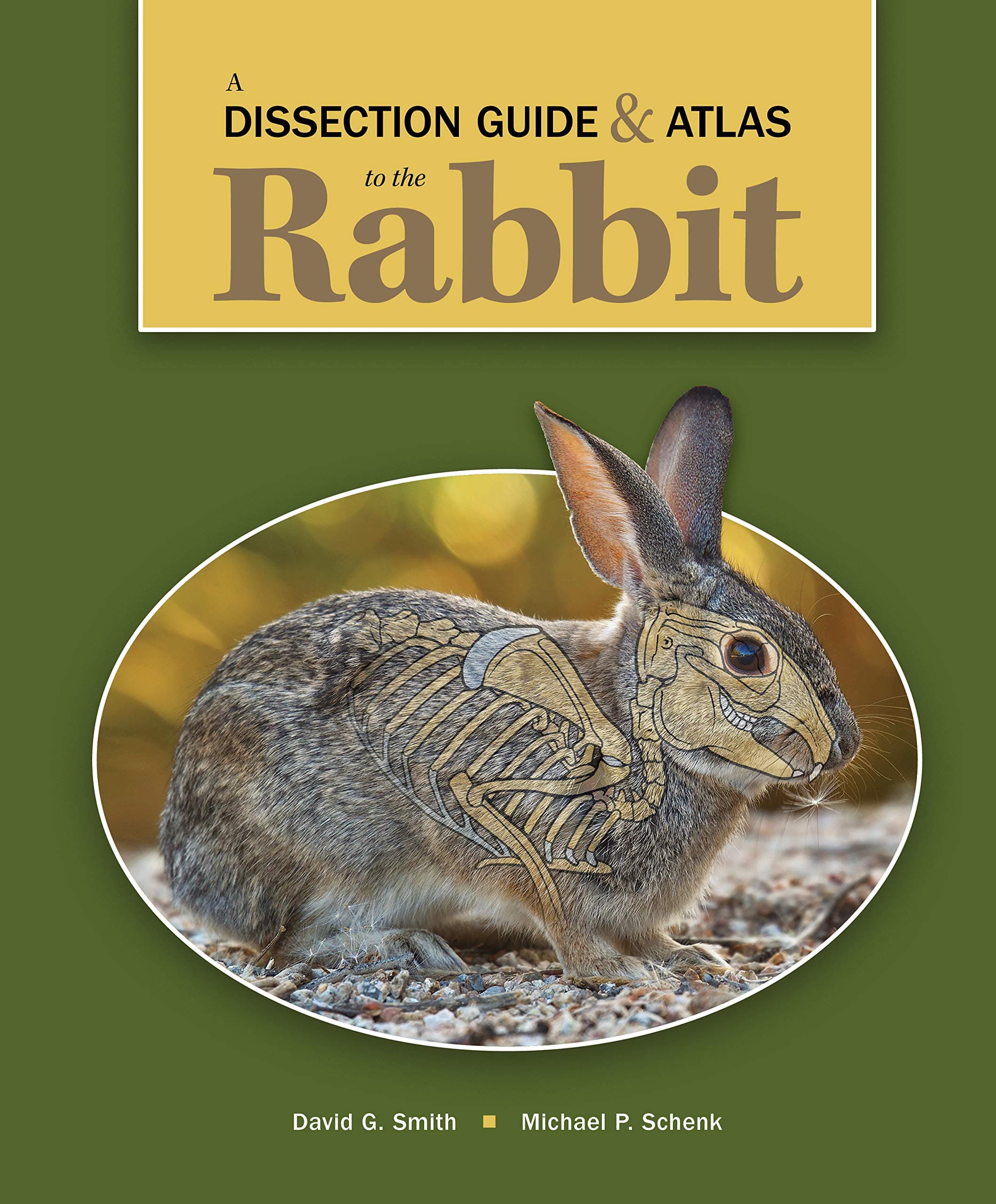 A Dissection Guide & Atlas to the Rabbit 1st Edition