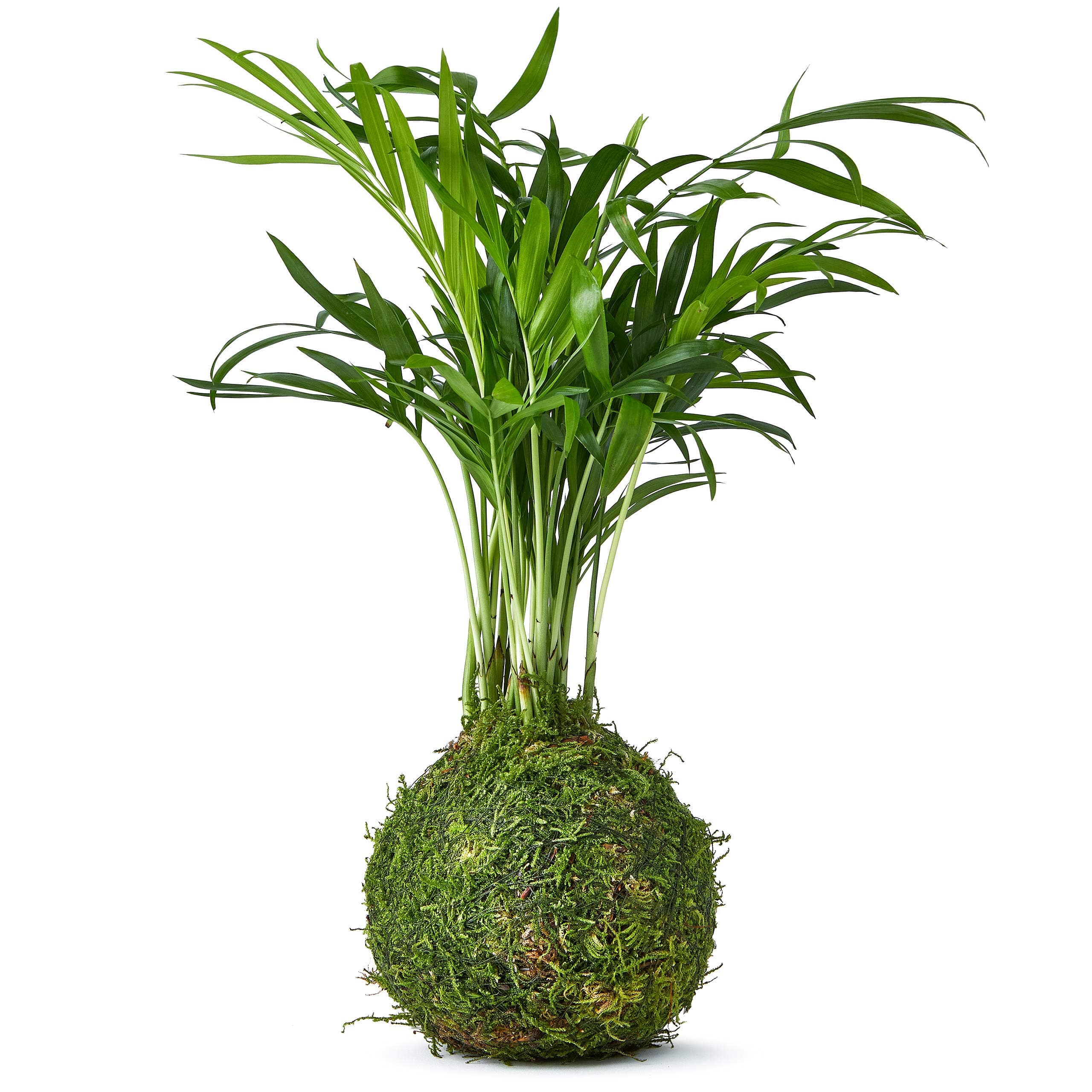 Tranquil Plants Home Decor Palm Bonsai Tree Indoor Plant Embedded in Green Moss Ball for Bedroom - The Green Moss Ball - Japanese Zen Gardens and Bonsai Gardening Gift Indoor Plant 25cm