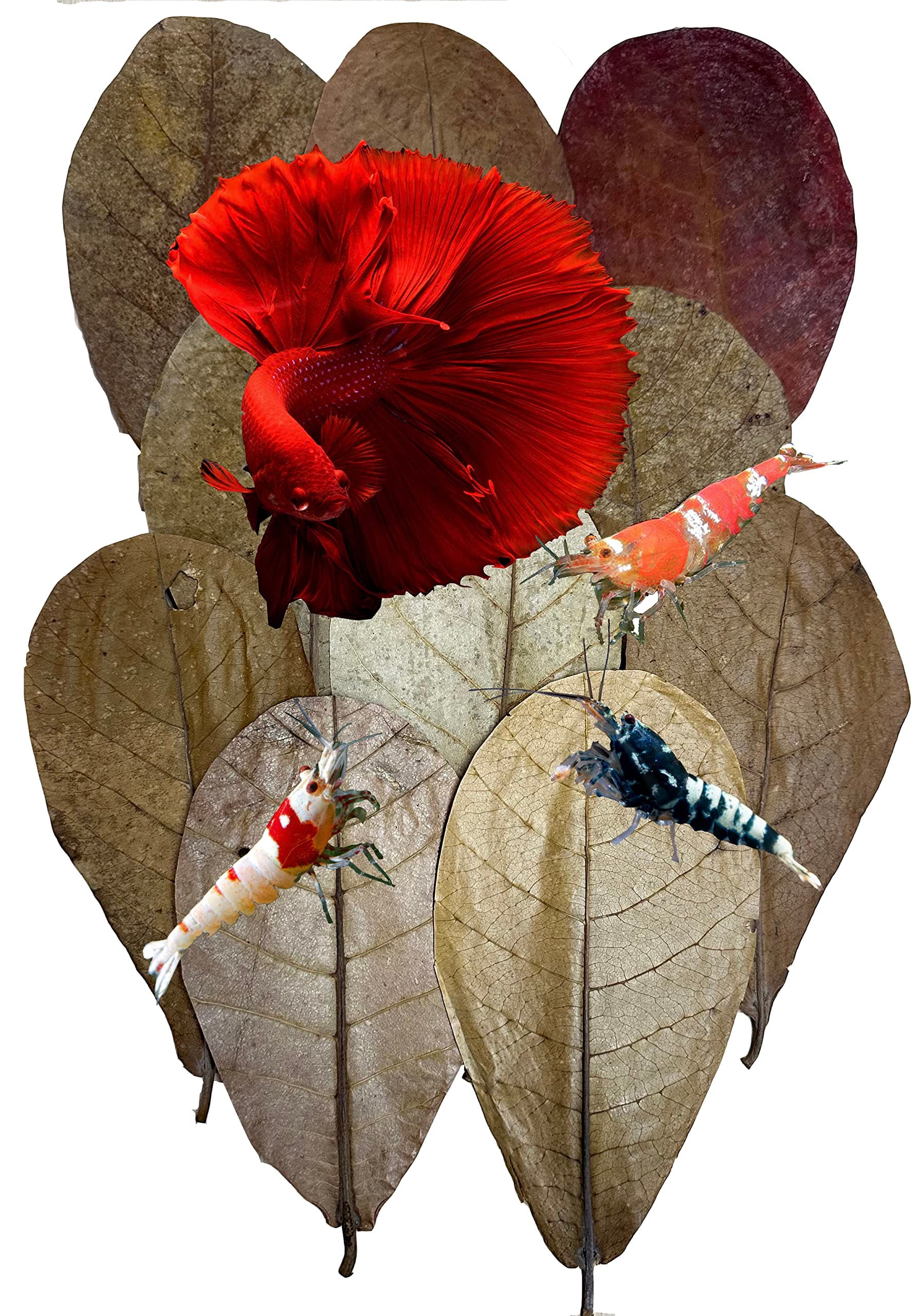 Betta Shrimp Leaves 10 4"-6" Premium Catappa Indian Almond Leaves Aquarium Fish Shrimp Betta Tanks Blackwater Habitat Health Color Natural Habitat Tannin Improves Immunity
