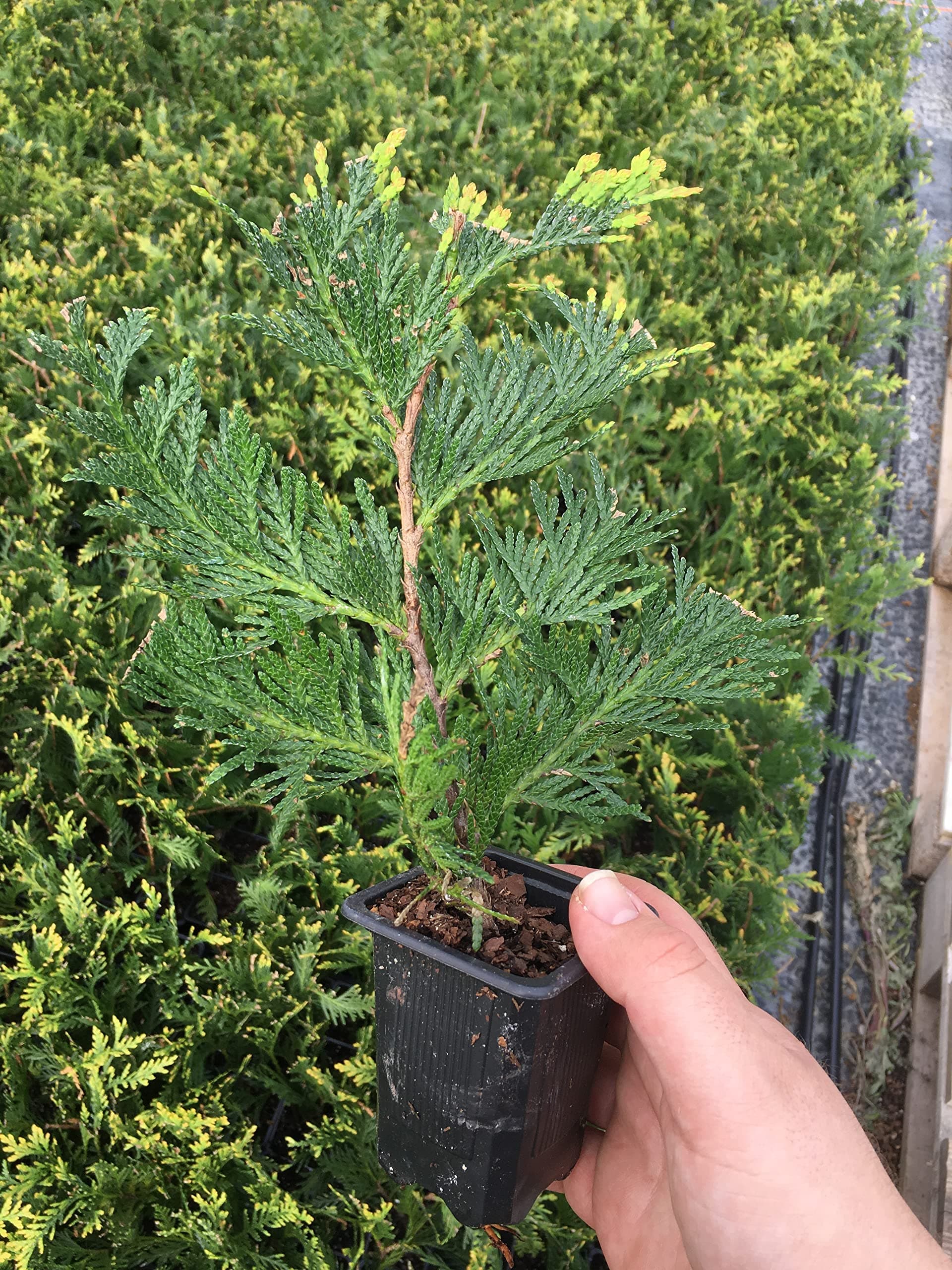 25 Thuja Green Giant Arborvitae 8-14" Tall Trees