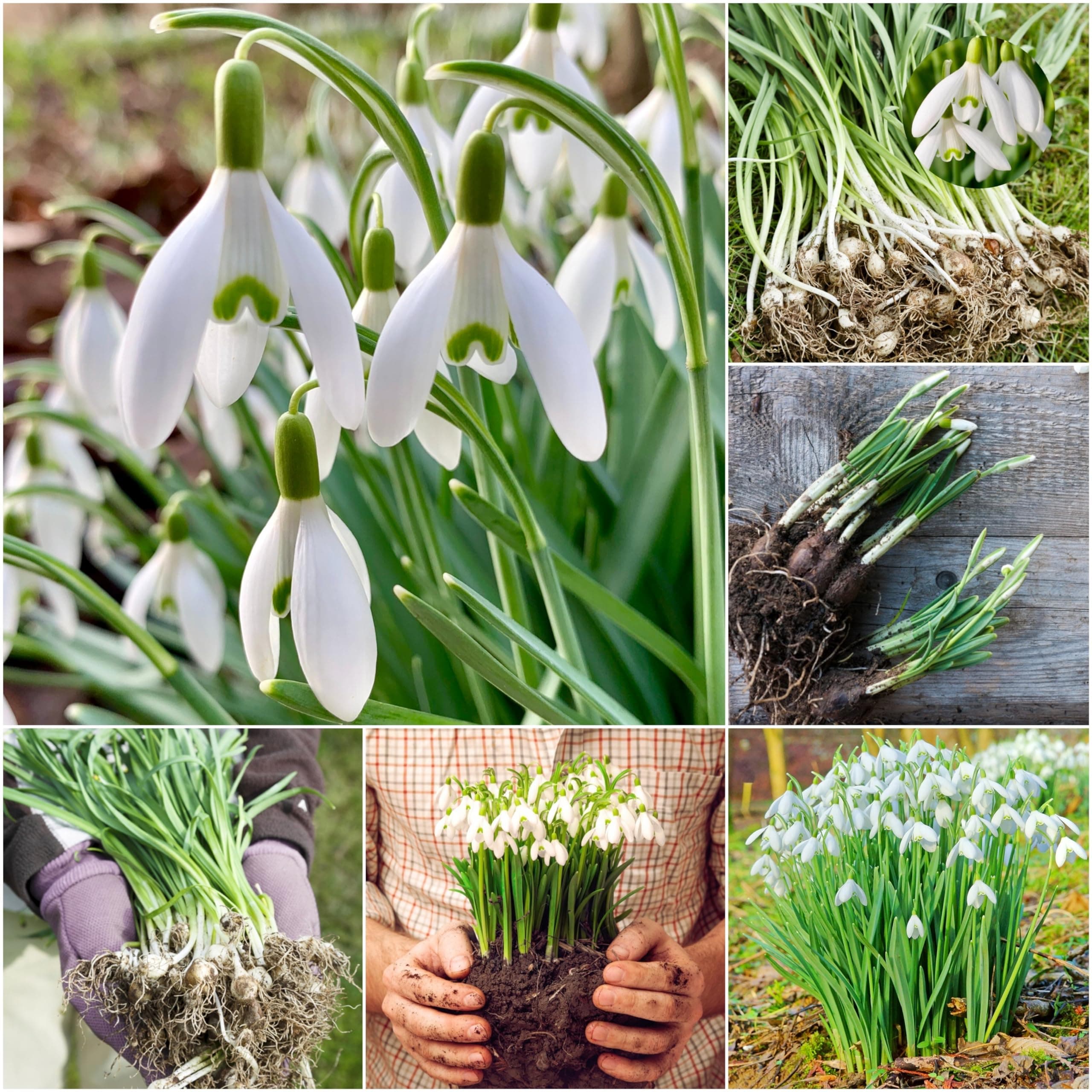 Woodland bulbs® 25 x Single Snowdrops Bulbs -SNOWDROPS in The Green - Galanthus Nivails - Freshly Lifted Snowdrop Bulbs - Snowdrop Bulbs for Planting Now UK - Trusted UK Seller (Free UK P&P)