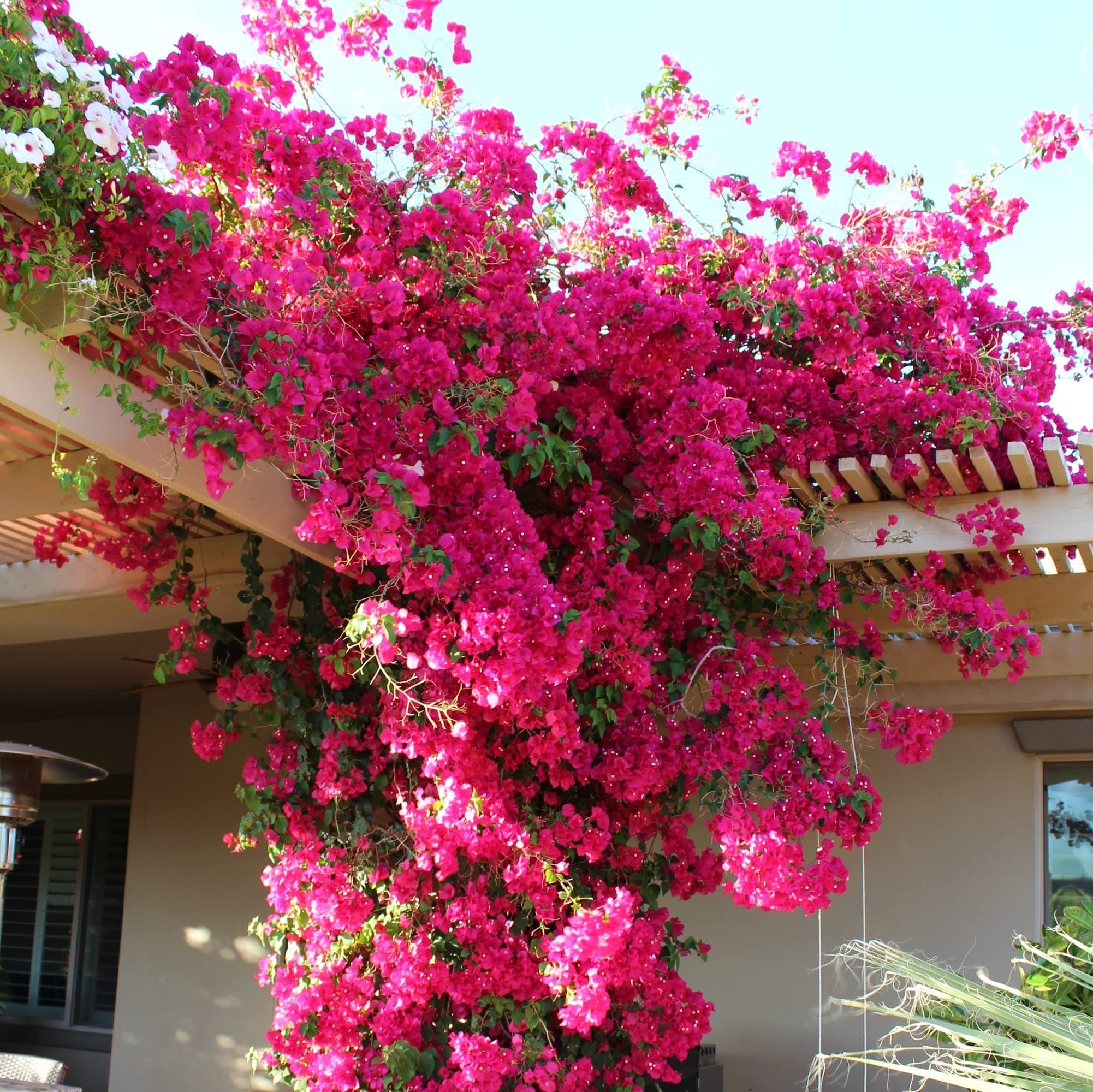 CHUXAY GARDENPink Bougainvillea-South American Jasmine 100 Seeds Striking Landscaping Privacy Screen Plant Fast Growing & Maintain