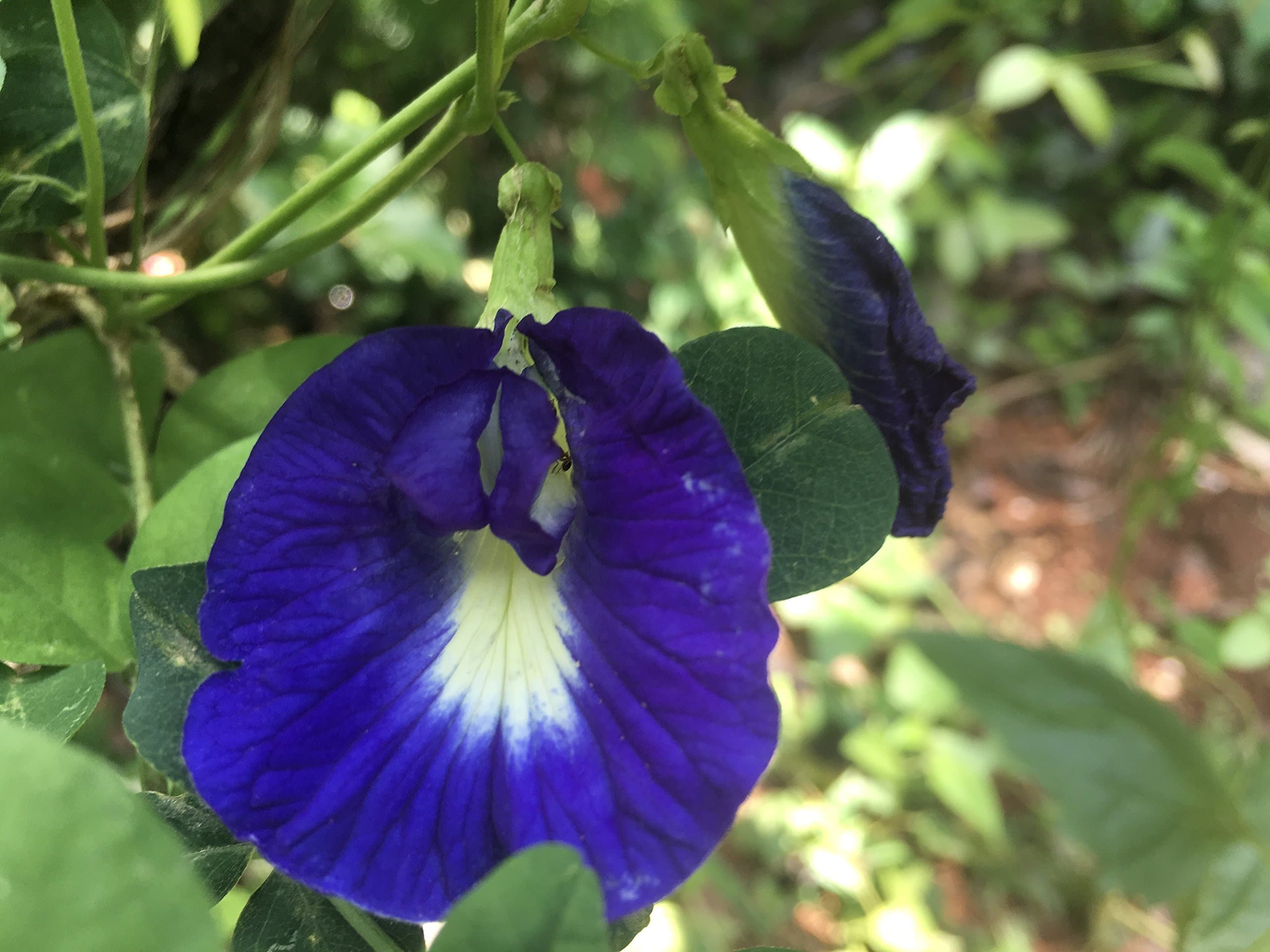 Blue Clitoria Ternatea Butterfly pea Clitoria Mezereon Winged Koyala Vishnukranta Yonipushpa Girikarnika Kokilaa Aprajita Garnee Shankhapushpam(15+FRESH SEEDS WILL BE SHIPPED,soak the seeds overnight