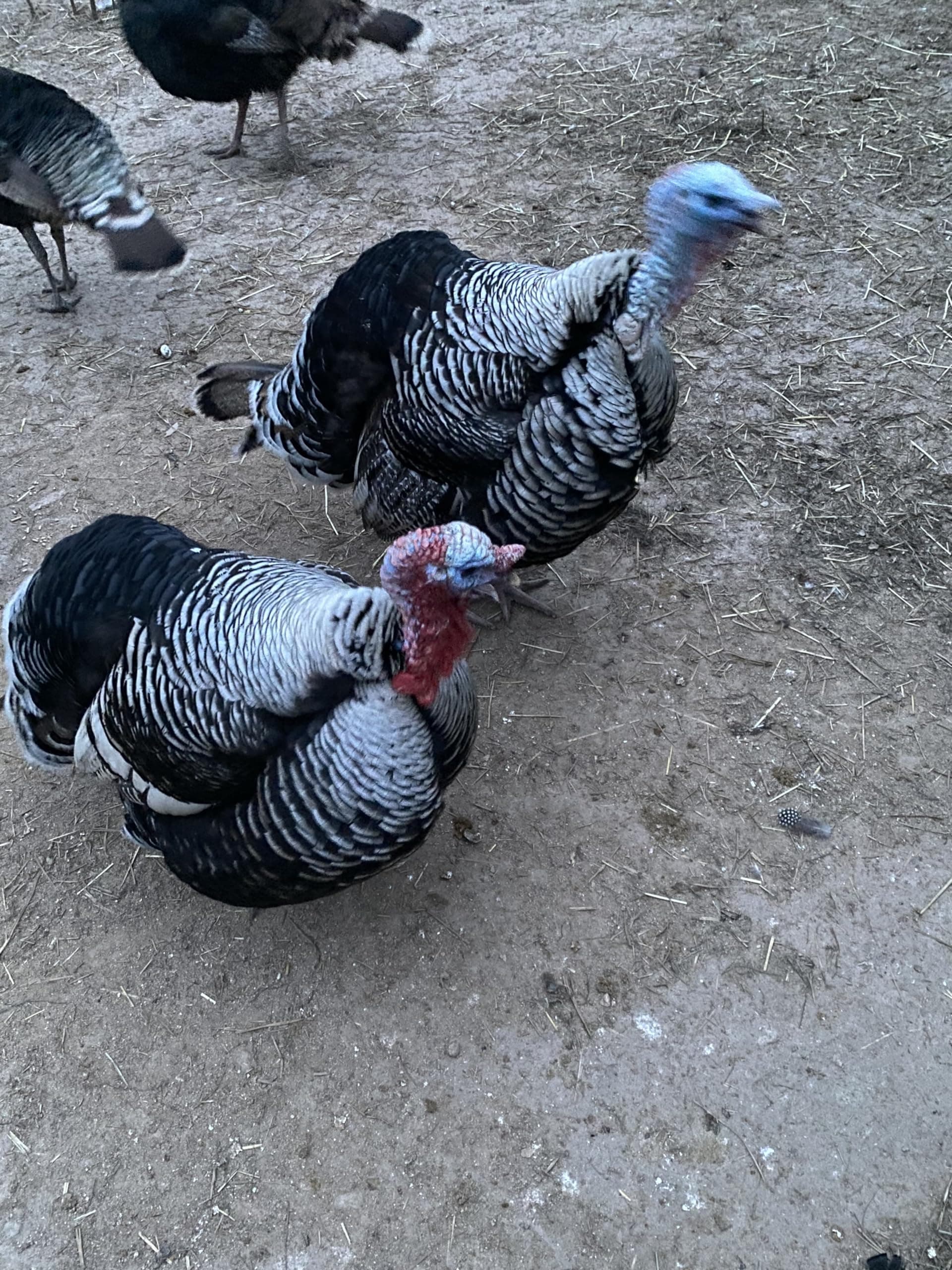 FPS 6 + BARNYARD MIX Turkey hatching eggs for sale By Fox Peak Outdoor Supply LLC.
