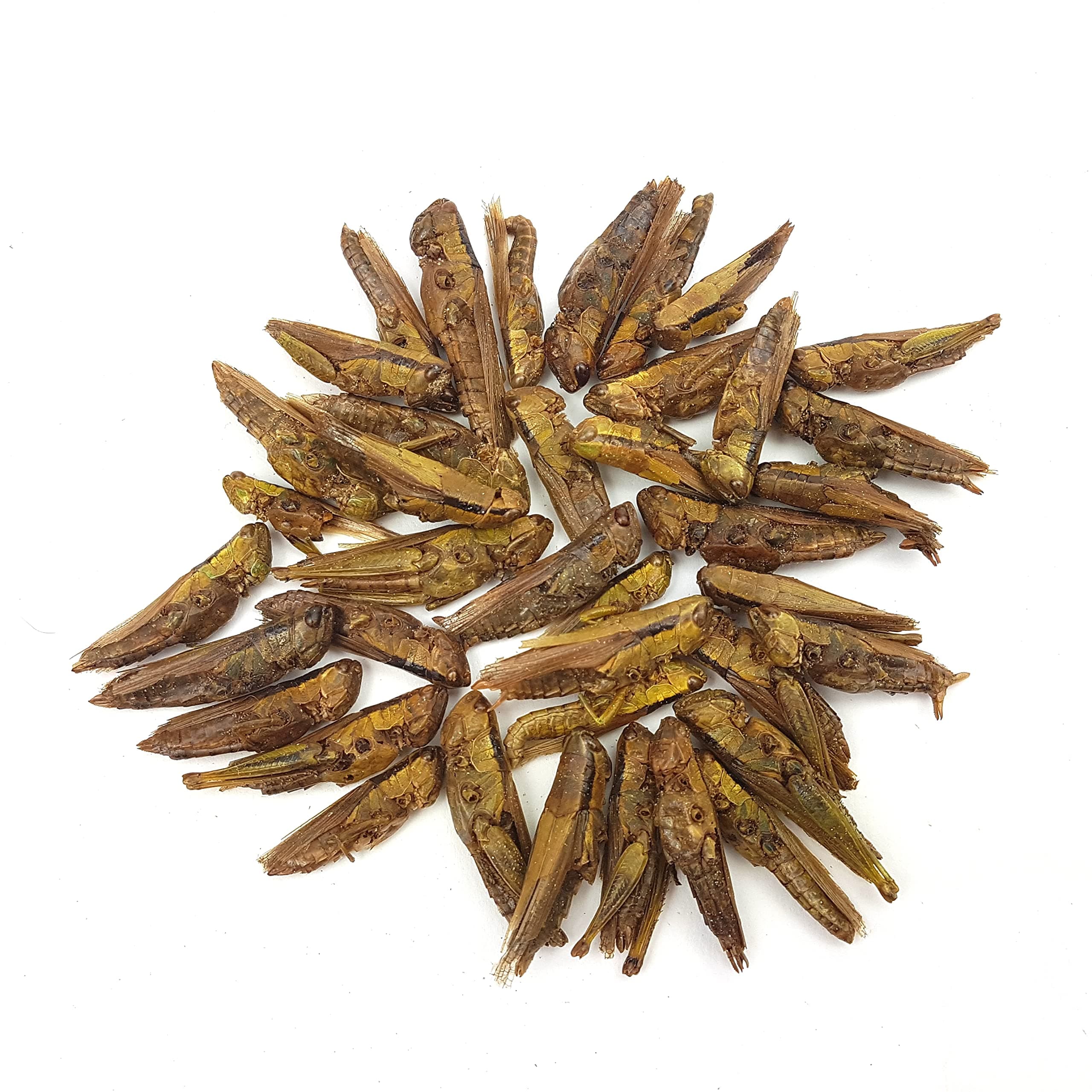 The Aqua Shack | Arowana Food Dried Natural Bugs Floating Silkworm Hoppers Crickets Anti Eye Drop (Natural Dried Grasshoppers, 200g)