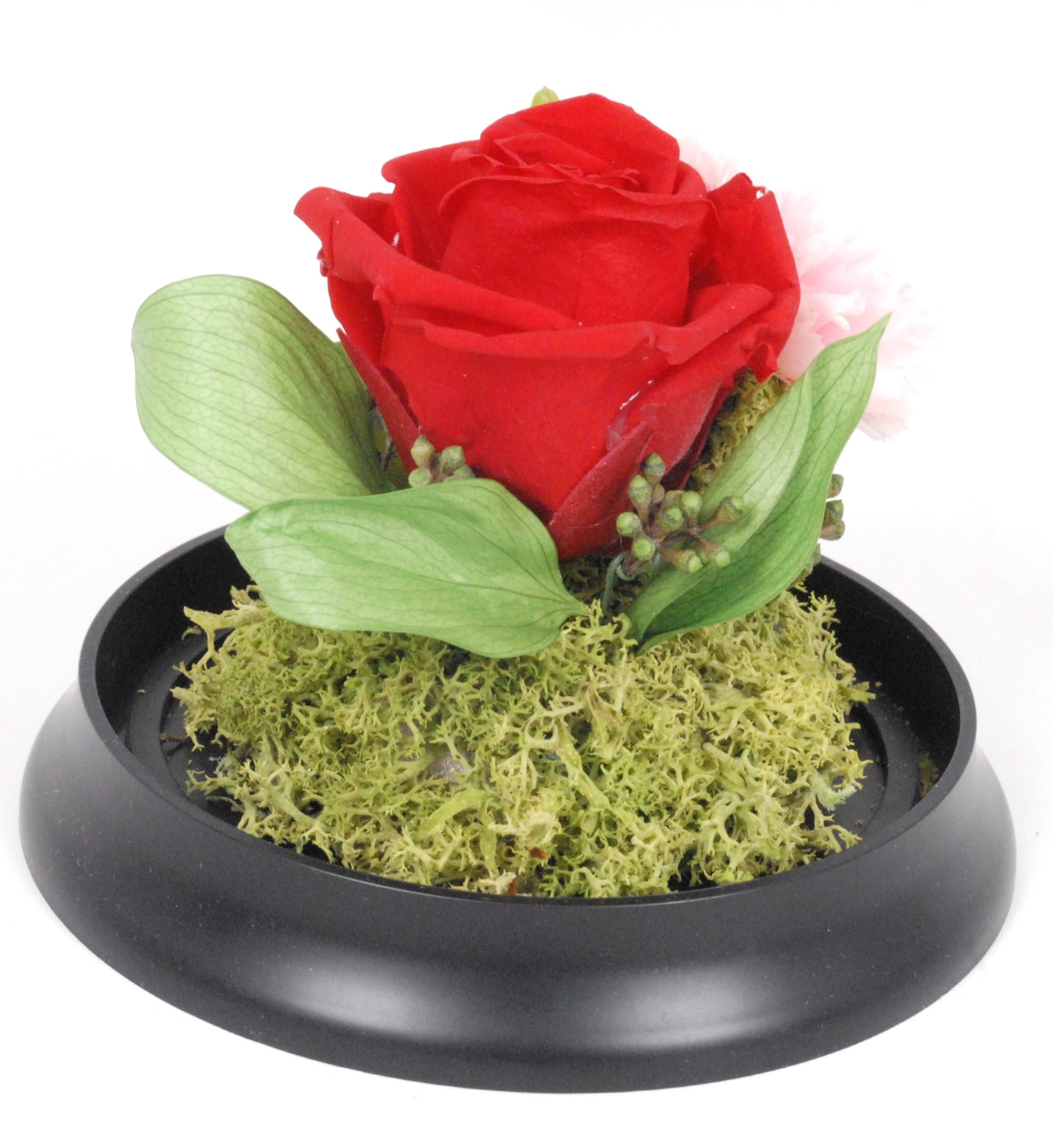 Natural Rose Preserved Flower in Durable Acrylic Circle Case-RED