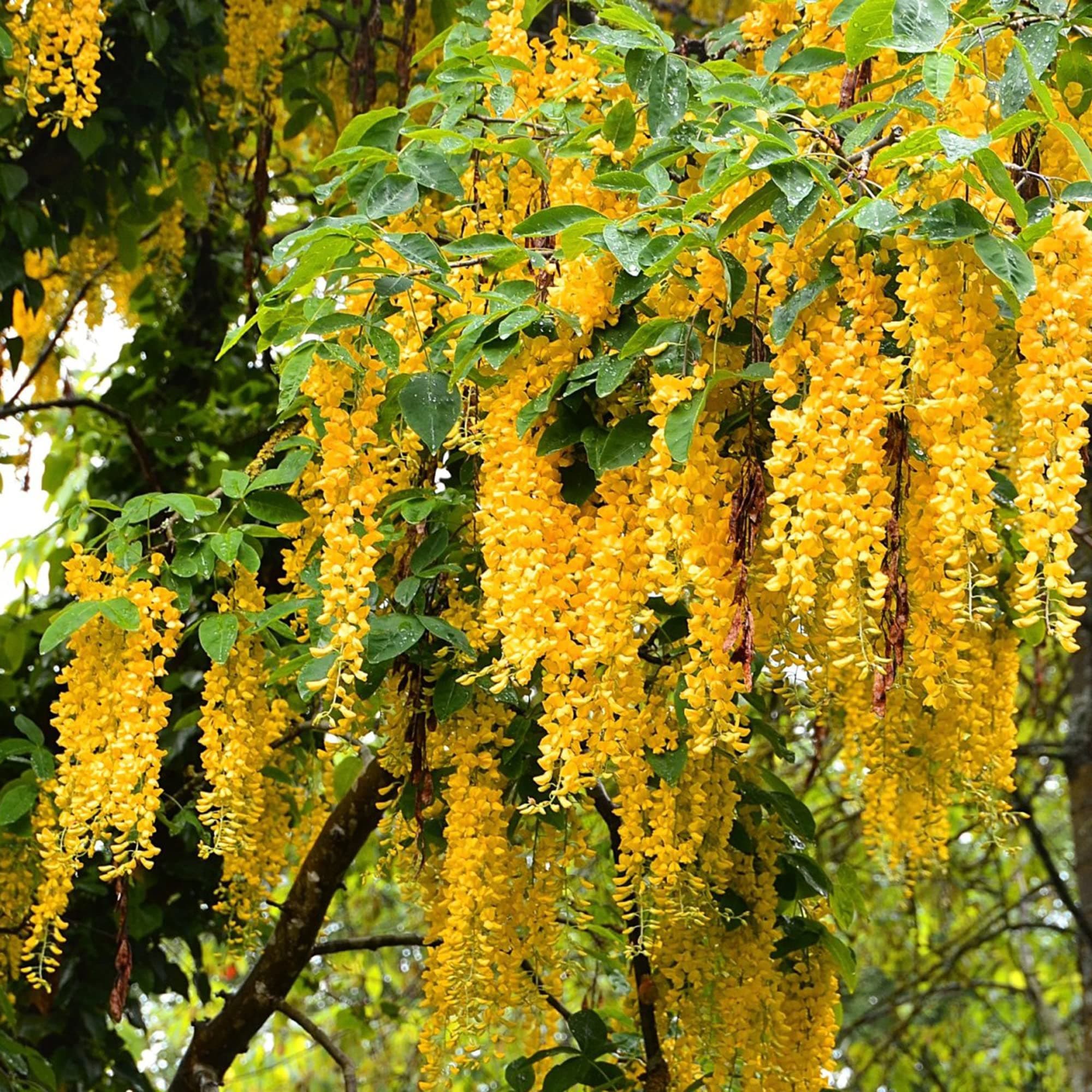 Yellow Wisteria Seeds Wisteria Sinensis Climbing Woody Vine Fragrant Blooms Ornamental Plant in Gardens and Landscapes Outdoor 10Pcs Flower Seeds by YEGAOL Garden
