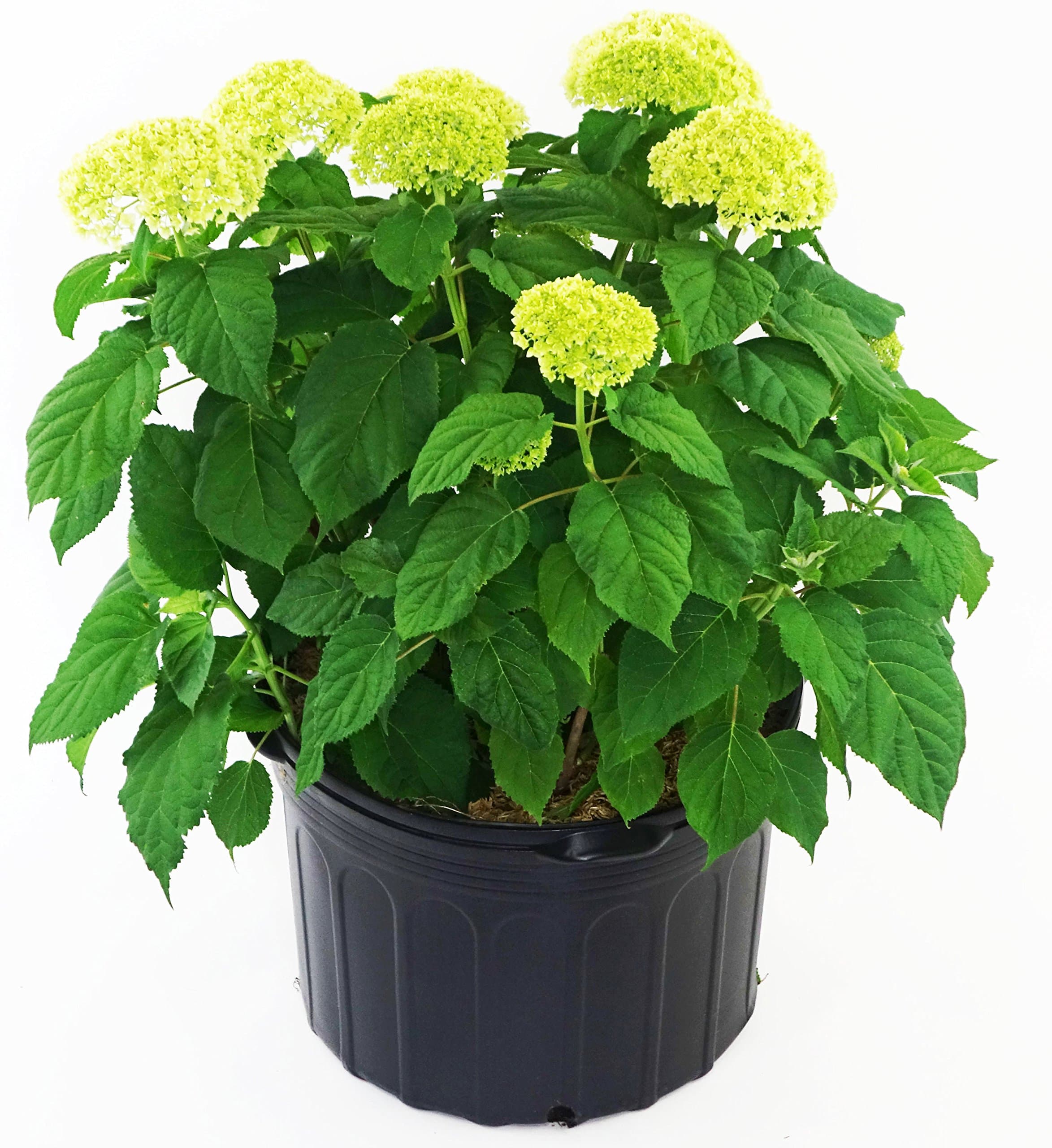 Hydrangea arb. 'Annabelle' (Smooth Hydrangea) Shrub, white mophead flowers, #3 - Size Container