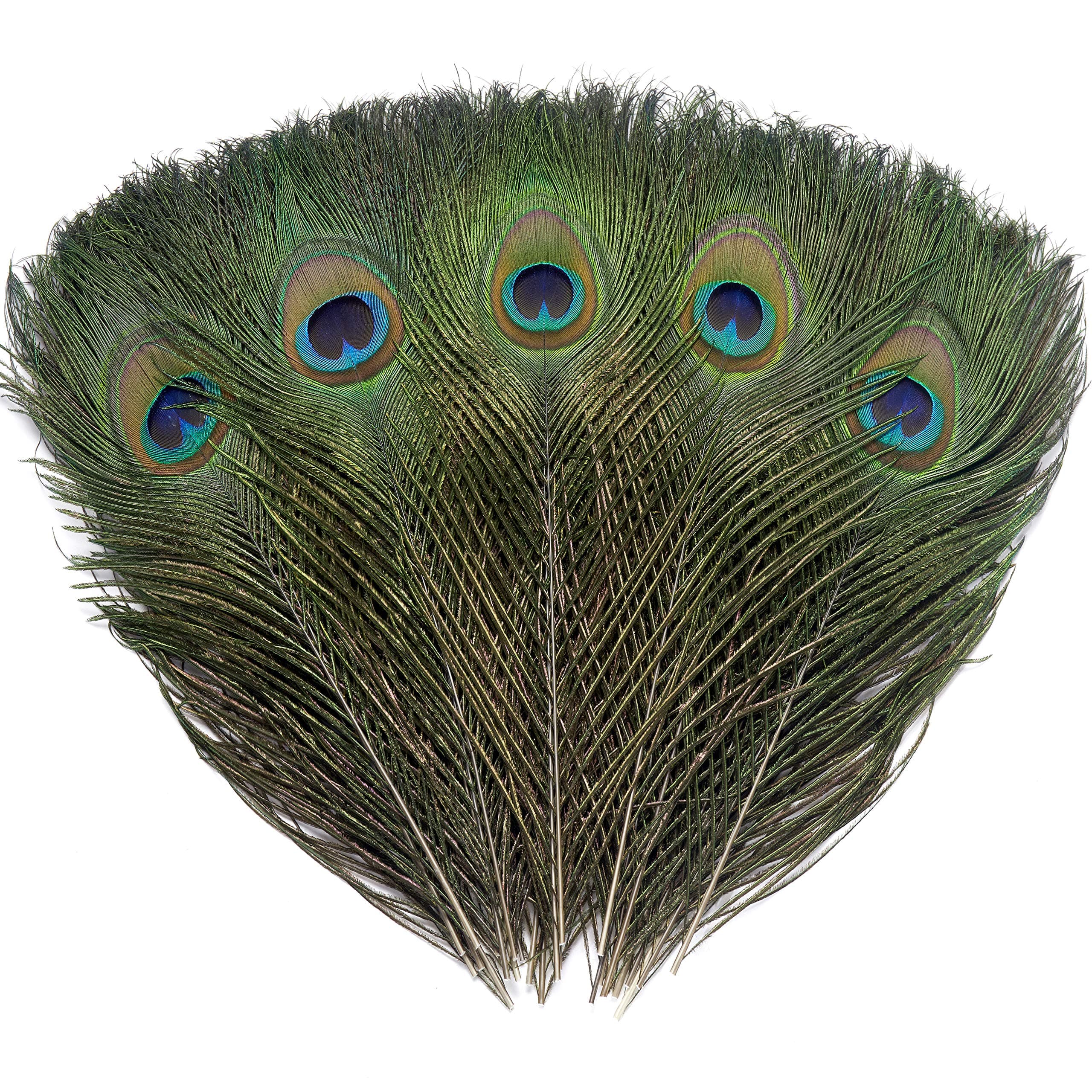 60 PCS Real Natural Peacock Eye Feathers 10-12 inch for DIY Craft, Wedding and Holiday Decorations