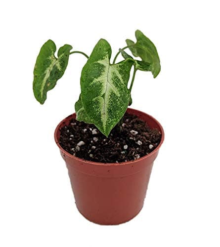 Pixie Arrowhead Plant - Syngonium/Nepthytis - Great Houseplant-