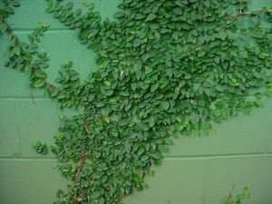 (10 Count Flat - 4.5" pots), Ficus pumila Creeping Fig, Small, Dark Green Textured Leaves, Low Growing, Tight Foliage, Great Wall Climber, Prefers Well-Drained Soil. Light Foot Traffic.