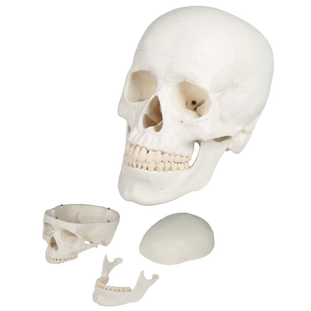 Skull Head Skeleton Anatomy Model, anatomical 3 Pieces Life Sized Model