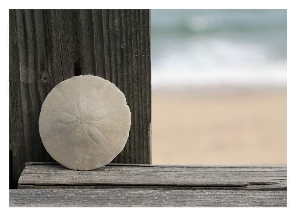 Beach Theme Shell Photo Print- My Sand Dollar