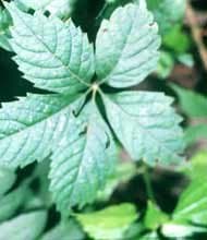 Parthenocissus quinquefolia: Virginia Creeper Seeds