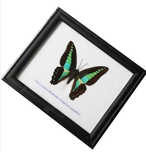 Insectfarm Framed Real Common Bluebottle Butterfly Collection Display Insect Taxidermy