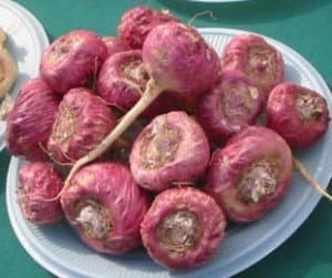 25 RED Maca Seeds Grown & Sold by ABCs of Gardening not Samenchilishop