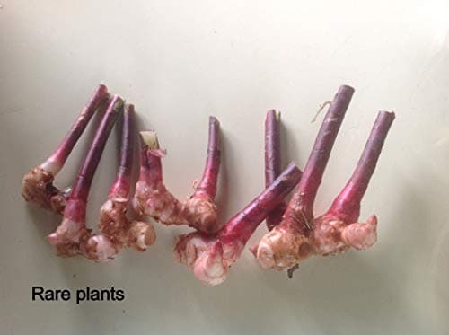 Insulin Plant/Fiery Costus/Step Ladder/Spiral Flag (3 Rhizomes)