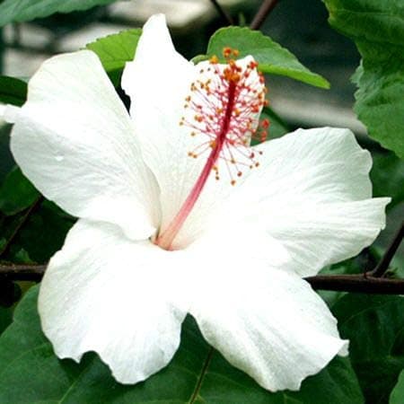 Rameshvar Enterprises | Live Dwarf Hibiscus Flower Plant (White) Gudhal Live Plant