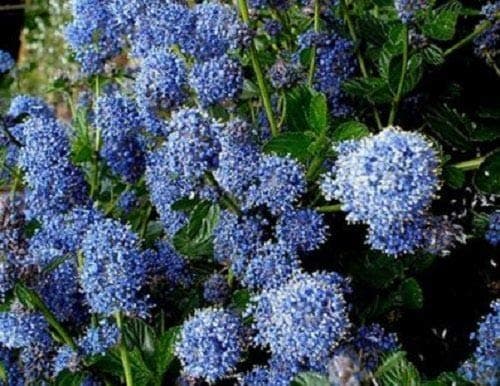 Ceanothus Victoria Californian Lilac Shrub 20-30cm Supplied in a 9cm Litre Pot