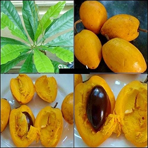 Coconut Lagoon Dwarf Rare High Delicious Fruit Live Plant" EGG FRUIT" Muttapazham Plant (1 Healthy Live Plant)