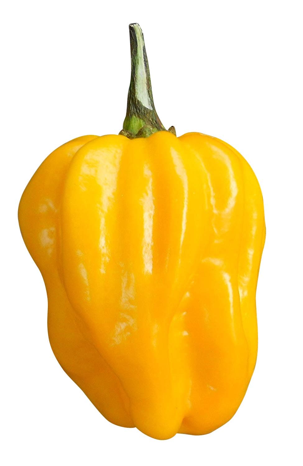 Habanero Yellow (One of The Sharpest Chilis in The World) 30 Seeds