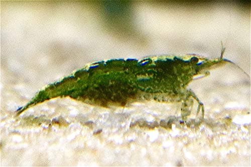 SHRIMPBROCO 5 Green Jade Shrimp Live Freshwater Aquarium Shrimp 0.75-1.25 inch