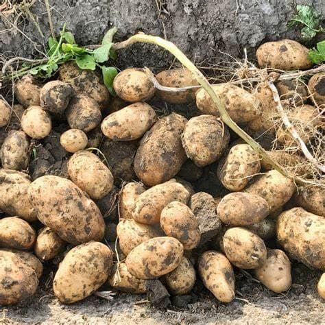 Simply Seed™ - Gold Rush Russet Potato Seed 5 Pounds - Naturally Grown - Non GMO -American Raised- Ready for Planting