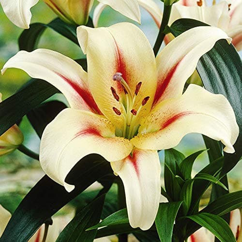 LAVON Orienpet Lilies Flower Bulbs - 3 Lily Bulbs per Pack - Pleasantly Scented - Attracts Butterflies and Hummingbirds - Good as Cut Flowers - Grows Well in Containers - Perennializing Garden