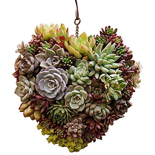AnLeKING 1 Pack Rustic Iron Wire Wreath Frame Succulent Pot Hanging Wall Air Plant Holder Garden Metal(Heart)