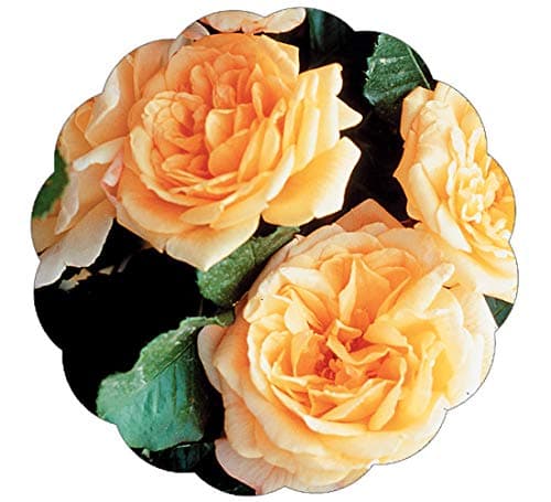 Stargazer Perennials Garden Sun Climbing Rose Plant - Repeat Blooming Fragrant Apricot Peach Yellow - Potted Own Root