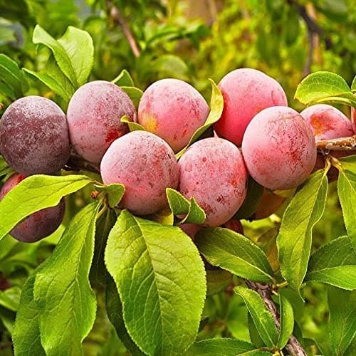 Healthy Vibe Plum Tree, Aloo Bokhra Live Plant Original Variety Fruit Plant/Alu Bukhara Exotic/Aromatic Garden Exclusive Allubukhara Grafted Tree (Plum Plant) -Pack Of -2