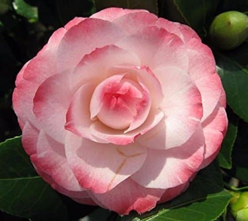 (1) - Grace Albritton Pink Camellia Japonica - Starter Plant (4L) (1 Live Plant)